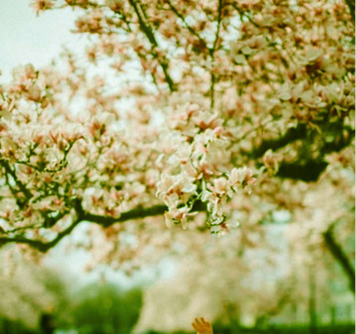 image of flowers blossoming